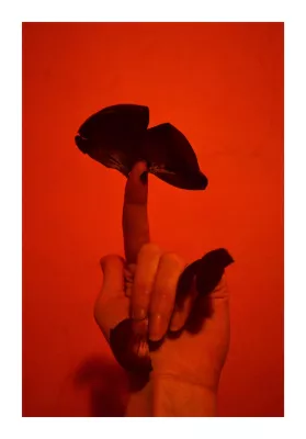 03 "Cipollineo III" author's print by Lavinia Prota