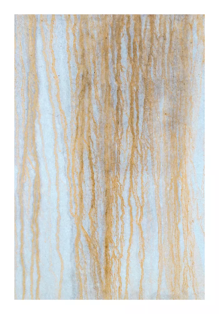 10 "Le Radici" author's print by Pieter Dedoncker